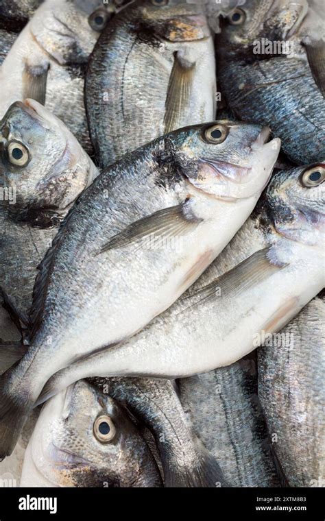 Sea Bream: The Popular Mediterranean Fish .
